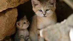 Blaft als een hond en leeft alleen in de woestijn - de meest mysterieuze kat op aarde