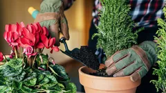 5 kamerplanten die bloeien, zelfs als je ze geen water geeft: selectie voor luie mensen