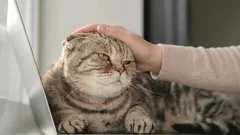 Hoe bied je een kat op de juiste manier je excuses aan? Tips van een zoöloog