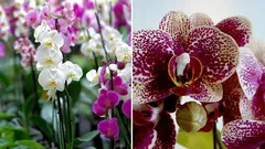 Zo laat je orchideeën en saintpaulia's het hele jaar door bloeien: recept voor de beste meststof
