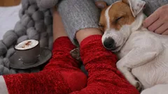 Waarom een hond graag op het been van zijn baasje gaat zitten: zo simpel is het niet