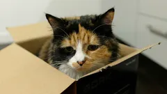 Hoe je merkt dat je kat verdrietig is: experts noemen zes signalen